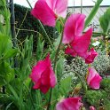 Lathyrus odoratus 'Mammouth' fleur